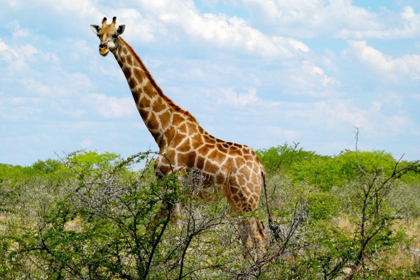 girafe etosha