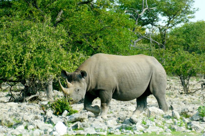 rhinocéros namibie