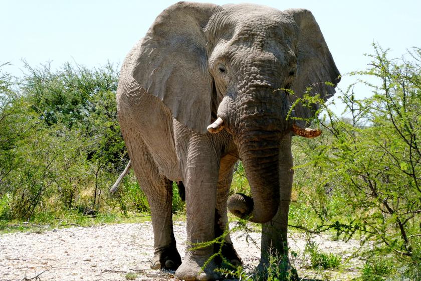 éléphant namibie
