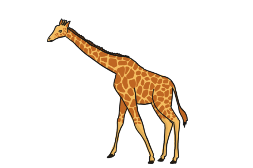 Girafe de Namibie