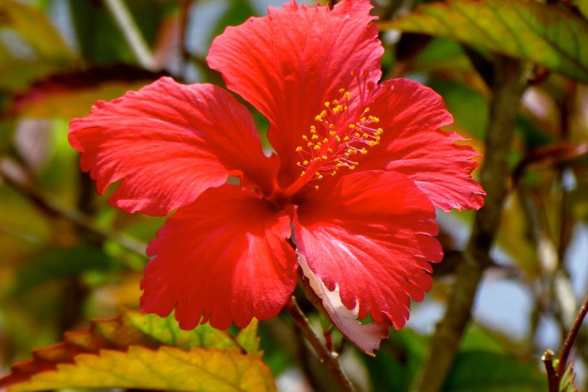 praslin hibiscus