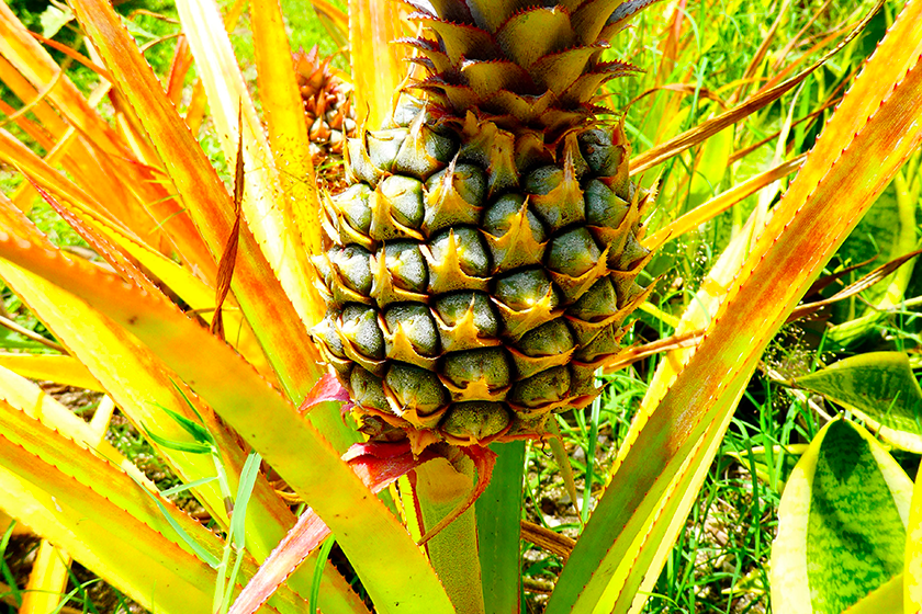 Ananas