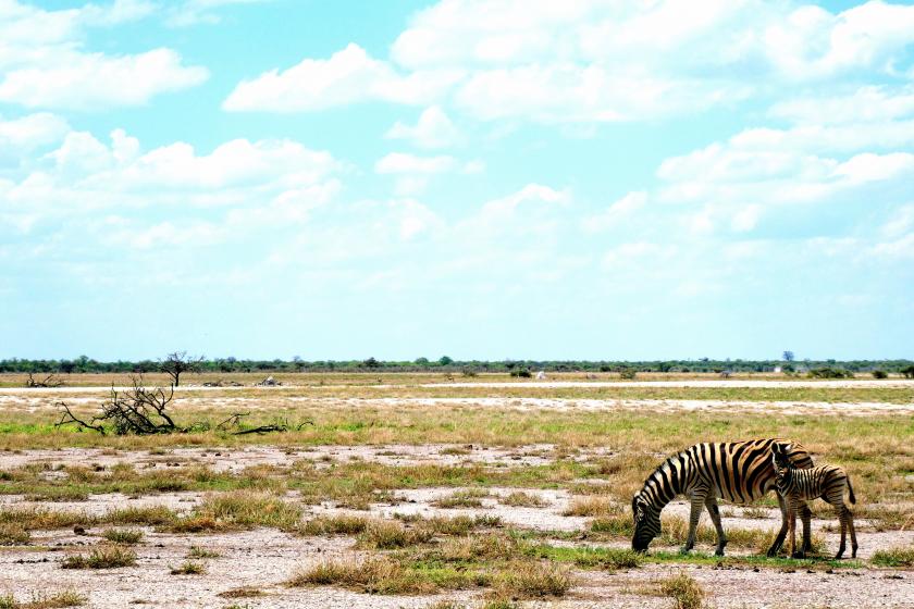 zèbre namibie