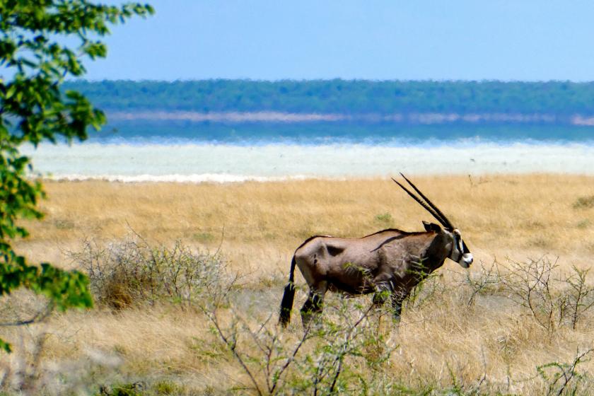 etosha