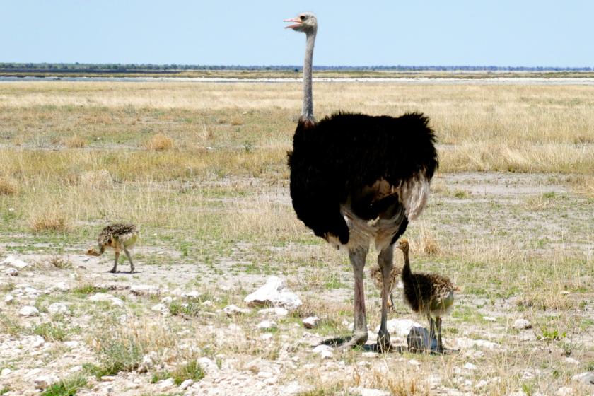 autruche etosha