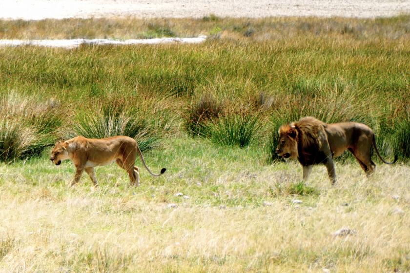 lion lionne namibie