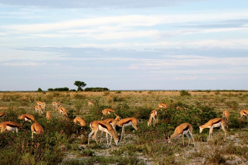 etosha