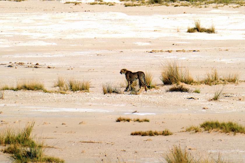 guépard namibie