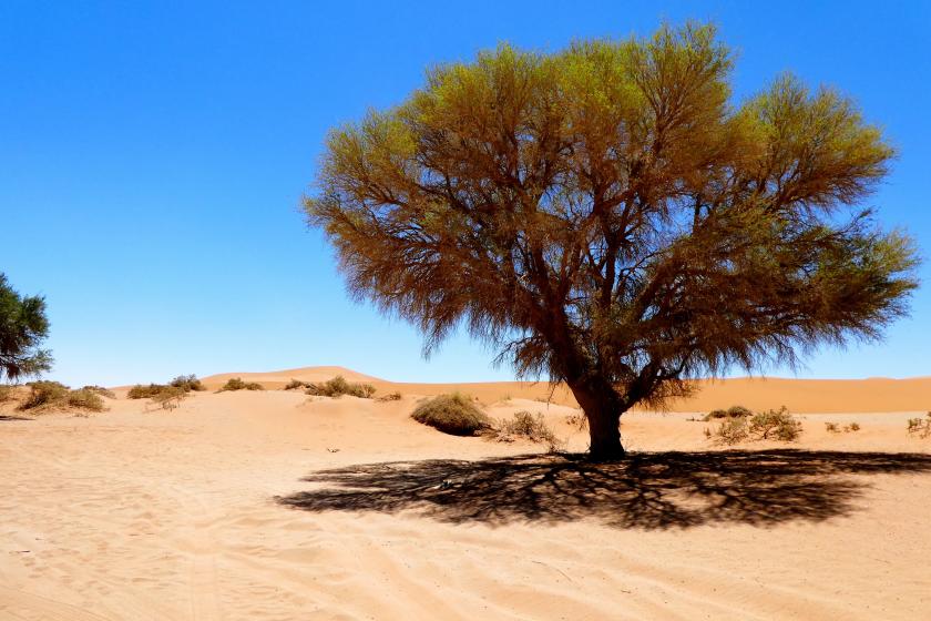 Désert du Namib